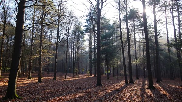 Top tree surgeons in Moray for effective tree care solutions