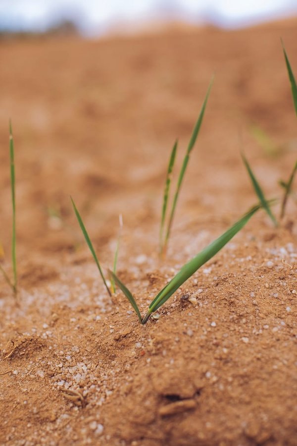 What's the best way to cook with seasonal vegetables?